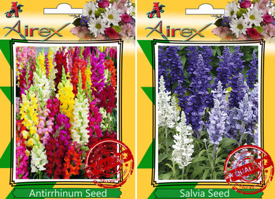 

Airex Antirrhinum, Salvia Seed(25 per packet)