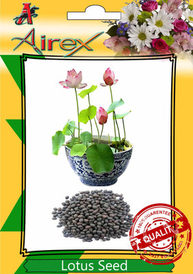 

Airex Sacred Lotus, Indian Lotus Seed(10 per packet)