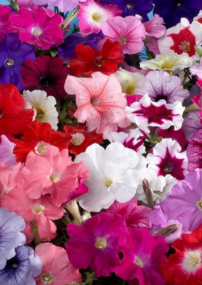 

Real Seed Petunia Mixed Hybrid Imported Flower Seeds Seed(200 Per Packet)
