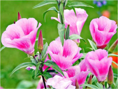 

Saaheli Godetia Seed(10 per packet)