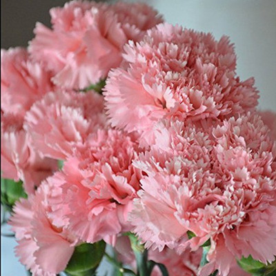 

Futaba Carnation Seed(100 per packet)