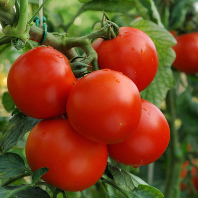 

Amir Enterprises Tomato Seed(20 Per Packet)