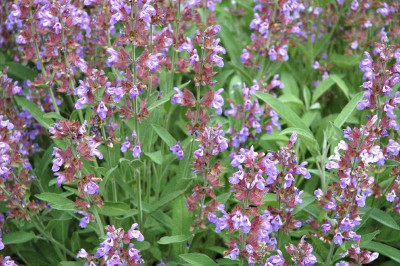 

Amir Enterprises Sage Seed(20 Per Packet)