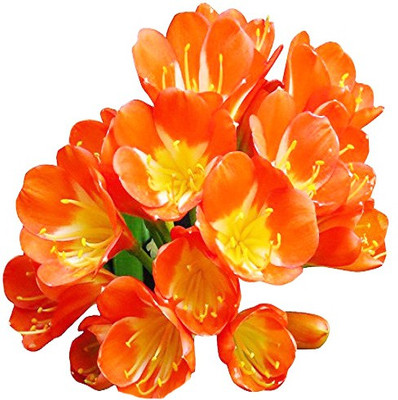 Futaba Clivia seeds - Orange Seed(10 per packet)