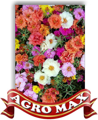 

AGRO MAX PORTULACA DOUBLE MIX Seed(50 per packet)