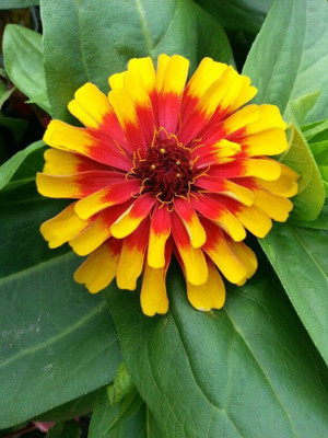 

Amir Enterprises zinnia Seed(20 per packet)