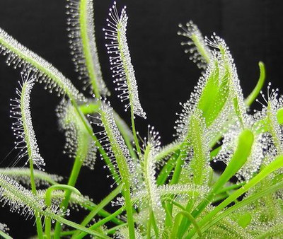 

National Gardens Sundew Seeds - Combo 1 by National Gardens Seed(25 per packet)