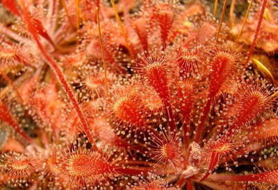 

National Gardens Sundew Seeds - Drosera x snyderi by National Gardens Seed(5 per packet)