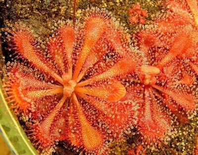

National Gardens Sundew Seeds - Drosera spatulata by National Gardens Seed(5 per packet)