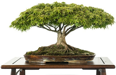 

PRIYATHAMS Imported Japanese BONSAI green Maple Seed(10 per packet)