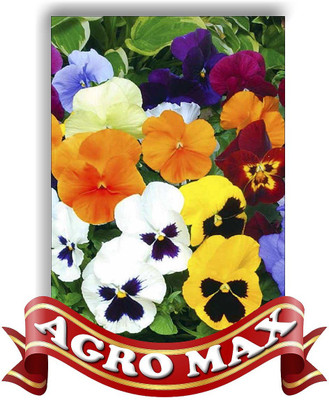 

Agro Max PANSY SPECIAL MIX Seed(50 per packet)