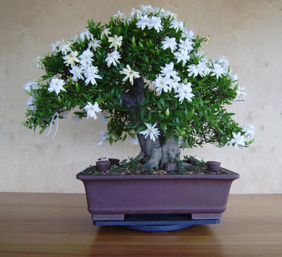 

National Gardens Common Gardenia Bonsai Seeds by National Gardens Seed(5 per packet)