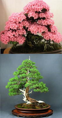 

Rainbow Spring Seeds Bonsai Japanese Sakura Cherry Blossom And Juniper Seed(10 per packet)