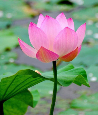 

kcz pink lotus Seed(20 per packet)