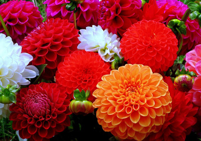 

Saaheli Dhalia Decorative Mix Seed(10 per packet)