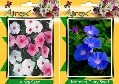 

Airex Vinca, Morning Glory Seed(15 per packet)