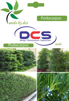 

DCS Podocarpus Seed(10 per packet)