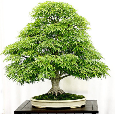 

National Gardens Maple Seed(5 per packet)