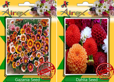 

Airex Gazania, Dahlia Seed(20 per packet)