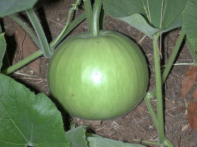 

Raunak Seeds Gourd Seed(50 per packet)