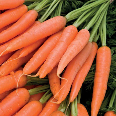 

ShubhBhakti ShubhBhakti- Super Fine Hybrid Carrot Seeds Seed(50 per packet)