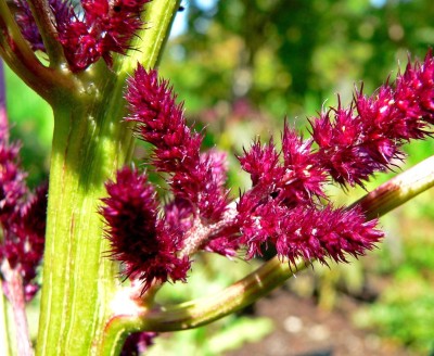 

Green World Amaranthus Pygmy Torch Seed(20 per packet)