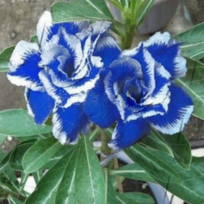 

GREENZ Rose Seed(20 per packet)