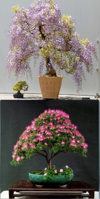

Rainbow Spring Seeds Bonsai Wisteria Tree And Mimosa Silk Tree Albizia Flower Seed(10 per packet)
