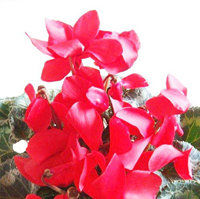 

Futaba Cyclamen Flower Seeds - Red Seed(100 per packet)