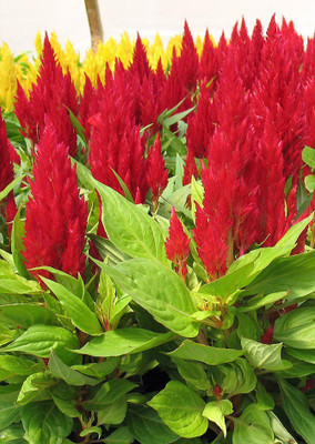 Real Seed Celosia Hybrid Flower Seed(100 per packet)