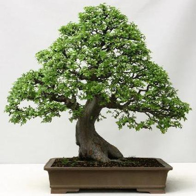 

National Gardens Chinese Elm Bonsai Seeds by National Gardens Seed(5 per packet)
