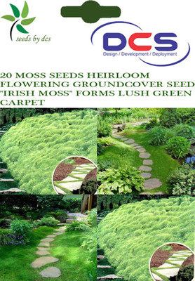 

DCS GROUNDCOVER Seed(20 per packet)