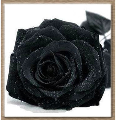 

Rainbow Spring Seeds Rose Seed(50 per packet)