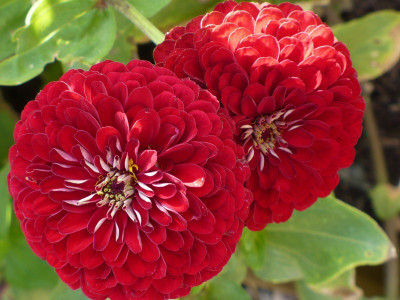 

Vsquare Retail Beautiful Zinnia 3 Color(Red + Purple+ Orange) Combo Pack of Flower Seed(60 per packet)