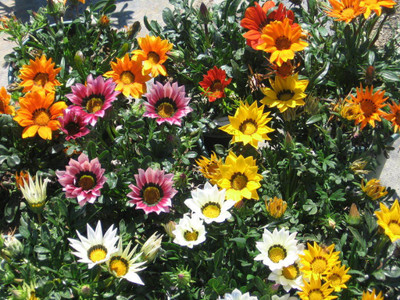 

Amir Enterprises Daisy Flower Seed(25 Per Packet)