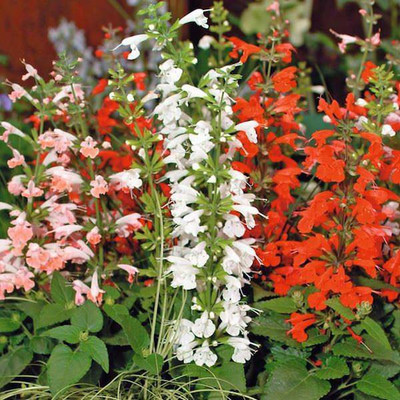 Bio Kisan Flower Seed(50 per packet)