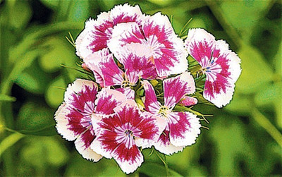 

Nooelec India Sweet William Seed(50 per packet)