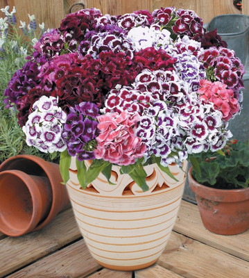 

BIO KISAN Flower Seed(50 per packet)