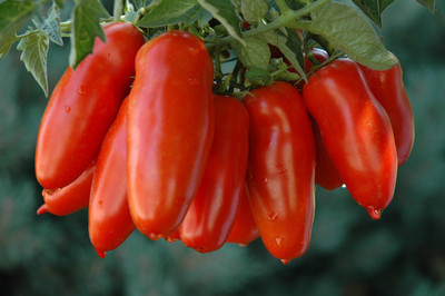 

Raunak Seeds Tomato Seed(50 per packet)