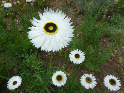 SaaHeli Flower Seed Seed(10 Per Packet)