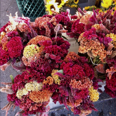 

Bio Kisan Flower Seed(20 per packet)