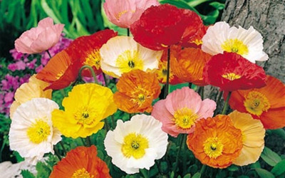 

Eplant poppy Seed(20 per packet)