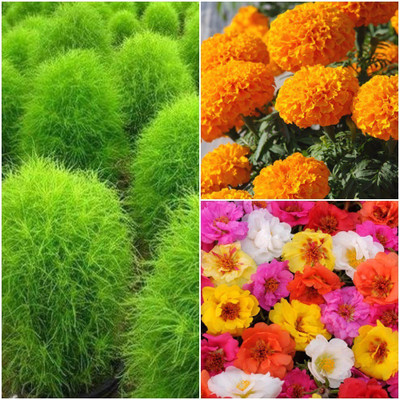 Biocarve Summer flower kit for Small Gardens pack of 3 Seed(3 per packet)