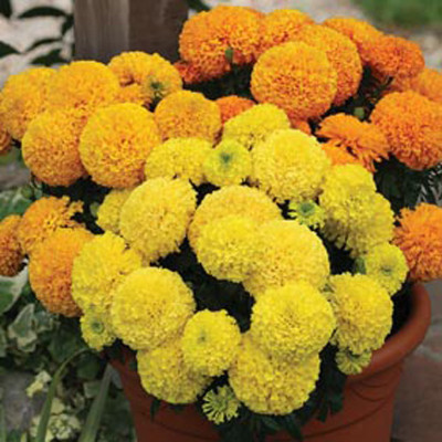 Bio Kisan Flower Seed(50 per packet)