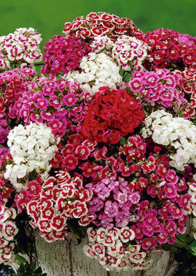 

Real Seed Sweet William Seed(100 per packet)