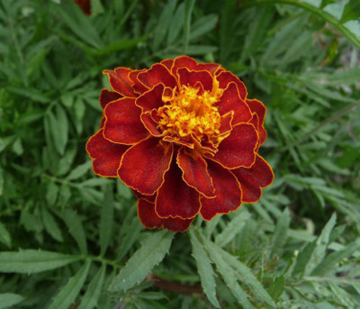 

Bio Kisan Flower Seed(50 per packet)