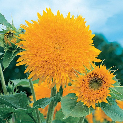 

Bio Kisan Flower Seed(10 per packet)