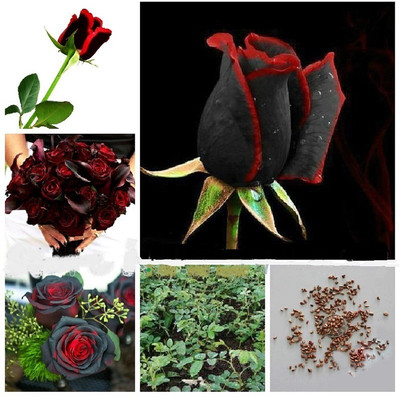 

Vsquare Retail Attractive RedBlack Rose Flower Plant Seed(10 per packet)