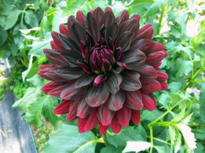 

E Garden Dahlia Black Beauty Seed(25 per packet)