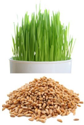 

Alkarty Wheatgraas seed Seed(20 per packet)